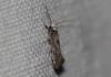 Paraswammerdamia albicapitella